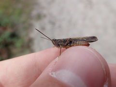 Chorthippus brunneus