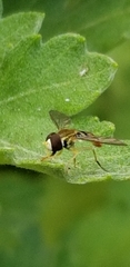 Toxomerus marginatus