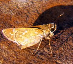 Atalopedes campestris huron