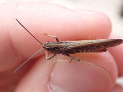 Chorthippus brunneus