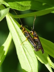 Oberea tripunctata