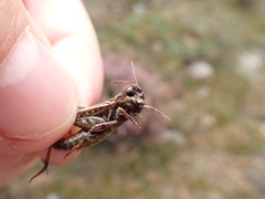 Myrmeleotettix maculatus