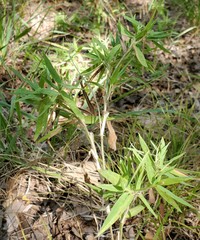 Dichanthelium scribnerianum