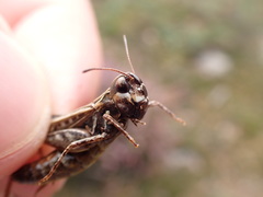 Myrmeleotettix maculatus