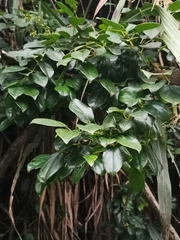 Maclura tricuspidata