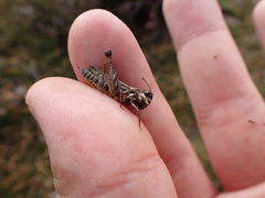 Myrmeleotettix maculatus