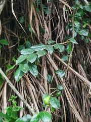 Maclura tricuspidata