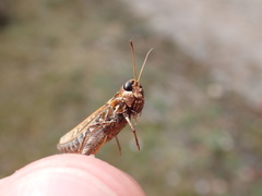 Myrmeleotettix maculatus