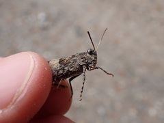 Oedipoda caerulescens