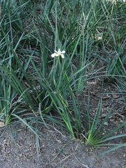 Dietes