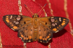 Coladenia indrani