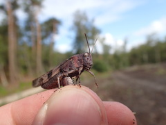 Oedipoda caerulescens