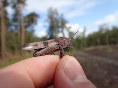 Oedipoda caerulescens