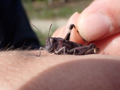 Oedipoda caerulescens