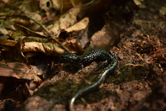 Plethodon glutinosus