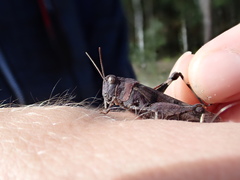Oedipoda caerulescens