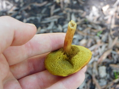 Xerocomus hypoxanthus