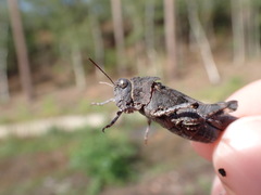 Oedipoda caerulescens