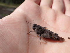 Oedipoda caerulescens