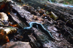 Plethodon glutinosus