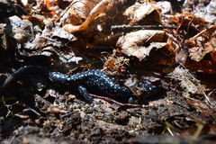 Plethodon glutinosus