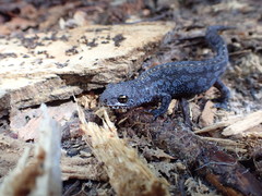 Ichthyosaura alpestris