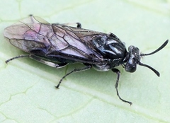 Arge ciliaris