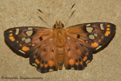 Coladenia indrani