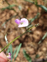 Tephrosia vicioides