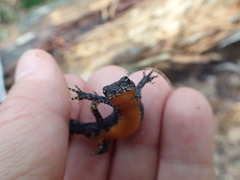 Ichthyosaura alpestris