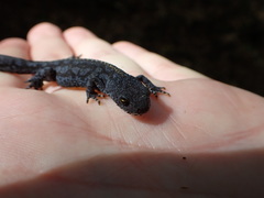 Ichthyosaura alpestris