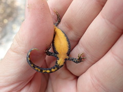 Ichthyosaura alpestris