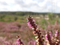 Calluna vulgaris
