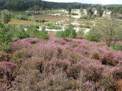 Calluna vulgaris
