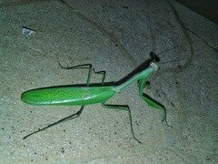 Stagmatoptera praecaria