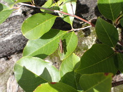 Chorthippus brunneus