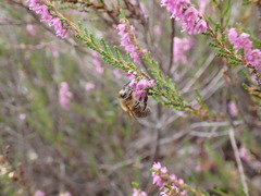 Apis mellifera
