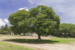 Albizia occidentalis