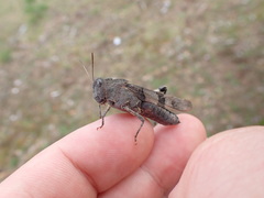 Oedipoda caerulescens