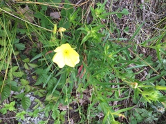 Oenothera argillicola
