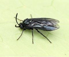 Arge gracilicornis