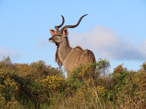 Greater Kudu