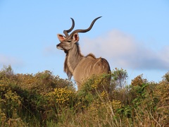 Greater Kudu photo 2