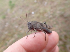 Oedipoda caerulescens