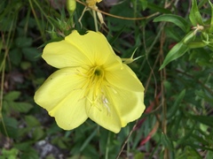 Oenothera argillicola