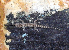 Mediodactylus