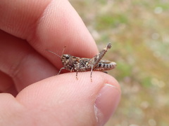 Myrmeleotettix maculatus