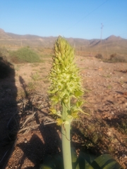 Ornithogalum xanthochlorum