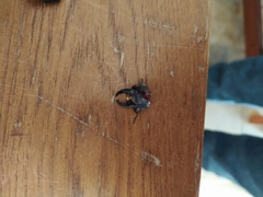 Lucanus tetraodon