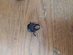 Lucanus tetraodon